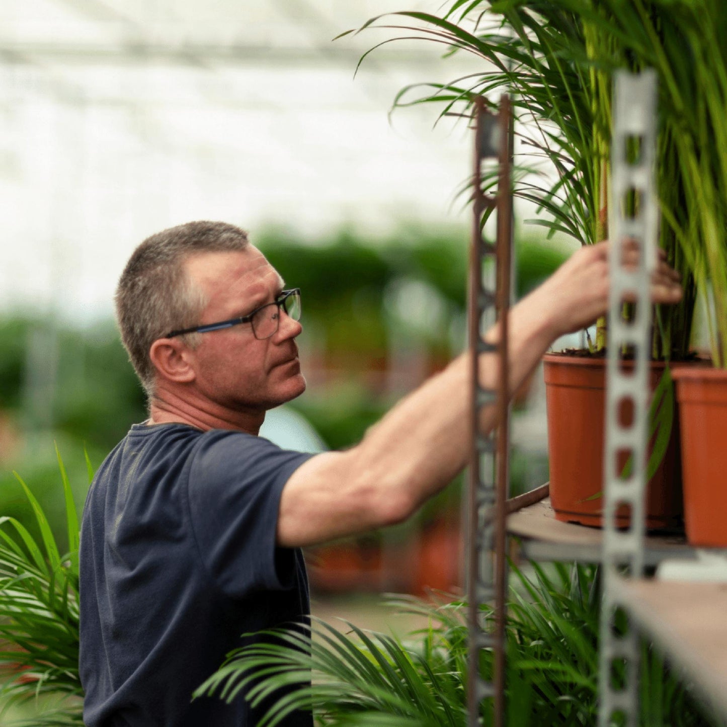 Areca-palmeplante | Areca palm | Plantepragt