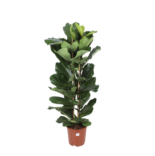 Ficus Lyrata - Ø27cm - ↕140cm