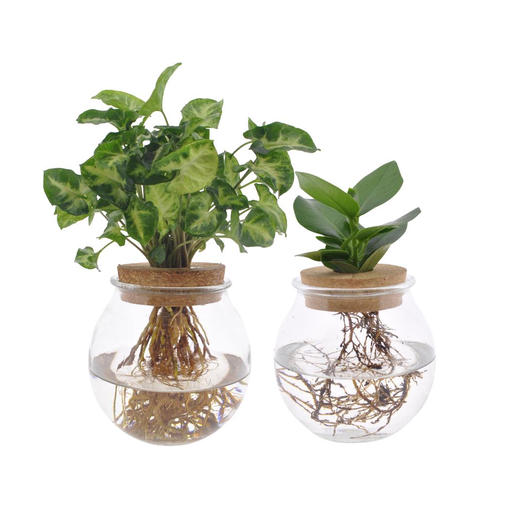 Konveks glas Duo Clusia/Syngonium Grøn - 2 stk - Ø12cm - ↕30cm