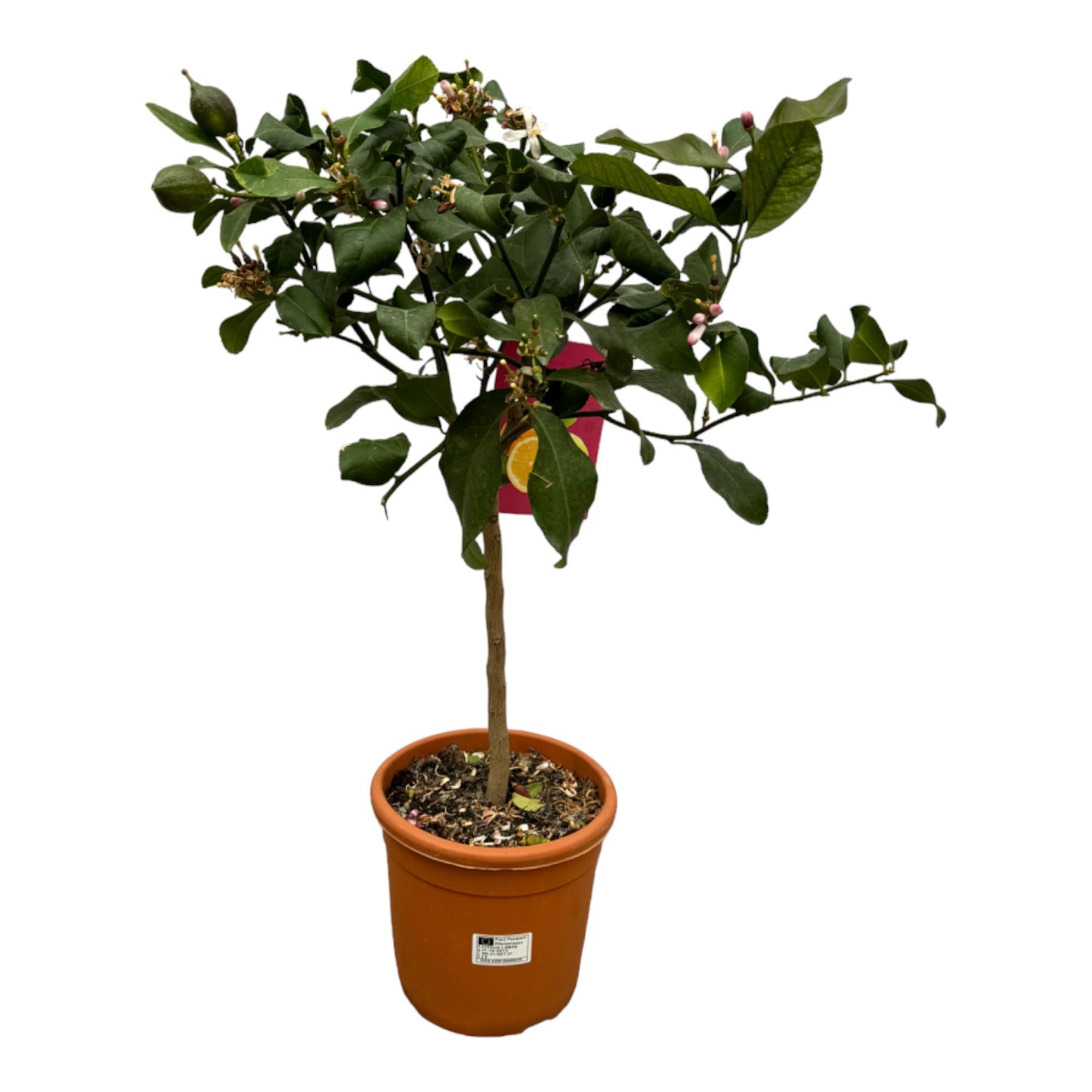 Citrus Lemon - 80 cm - Ø22cm – Plantepragt