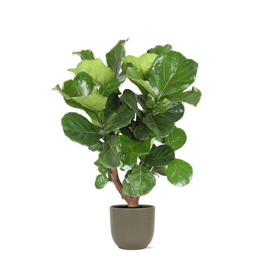 Ficus Lyrata (grenet) Ø27cm ↕130cm i Boule OLIVE potte