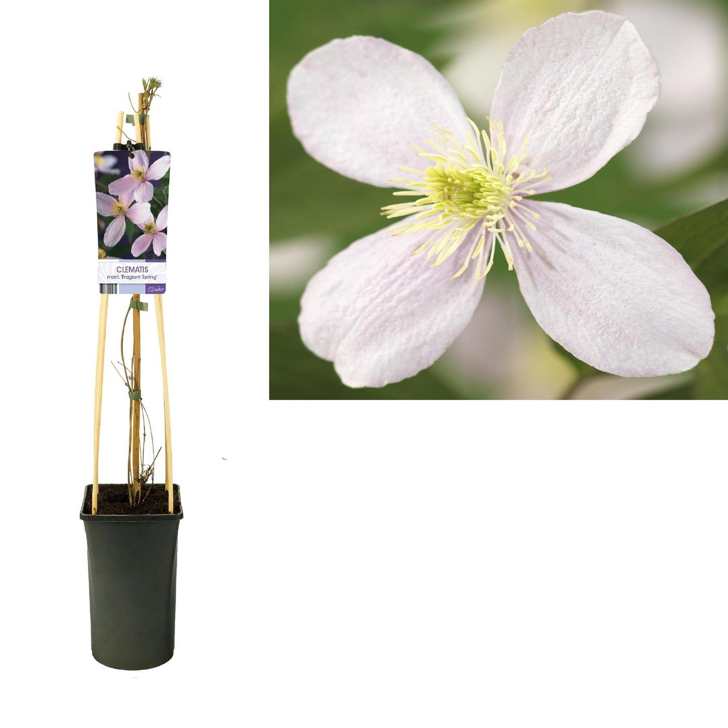 Clematis Montana 'Fragrant Spring' +light Label - Ø17cm - ↕75cm