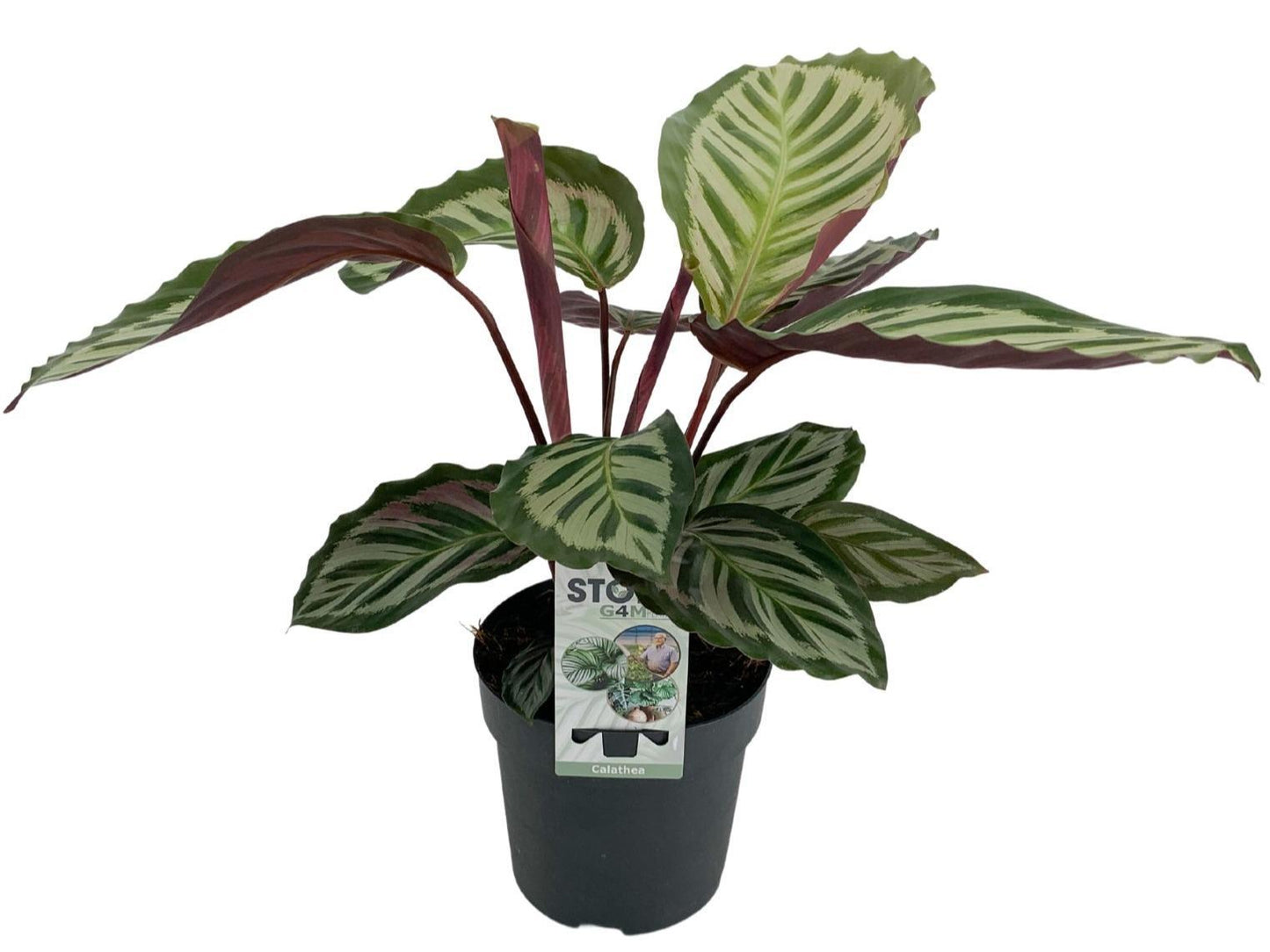 Calathea Peacock - Ø14cm - ↕50cm