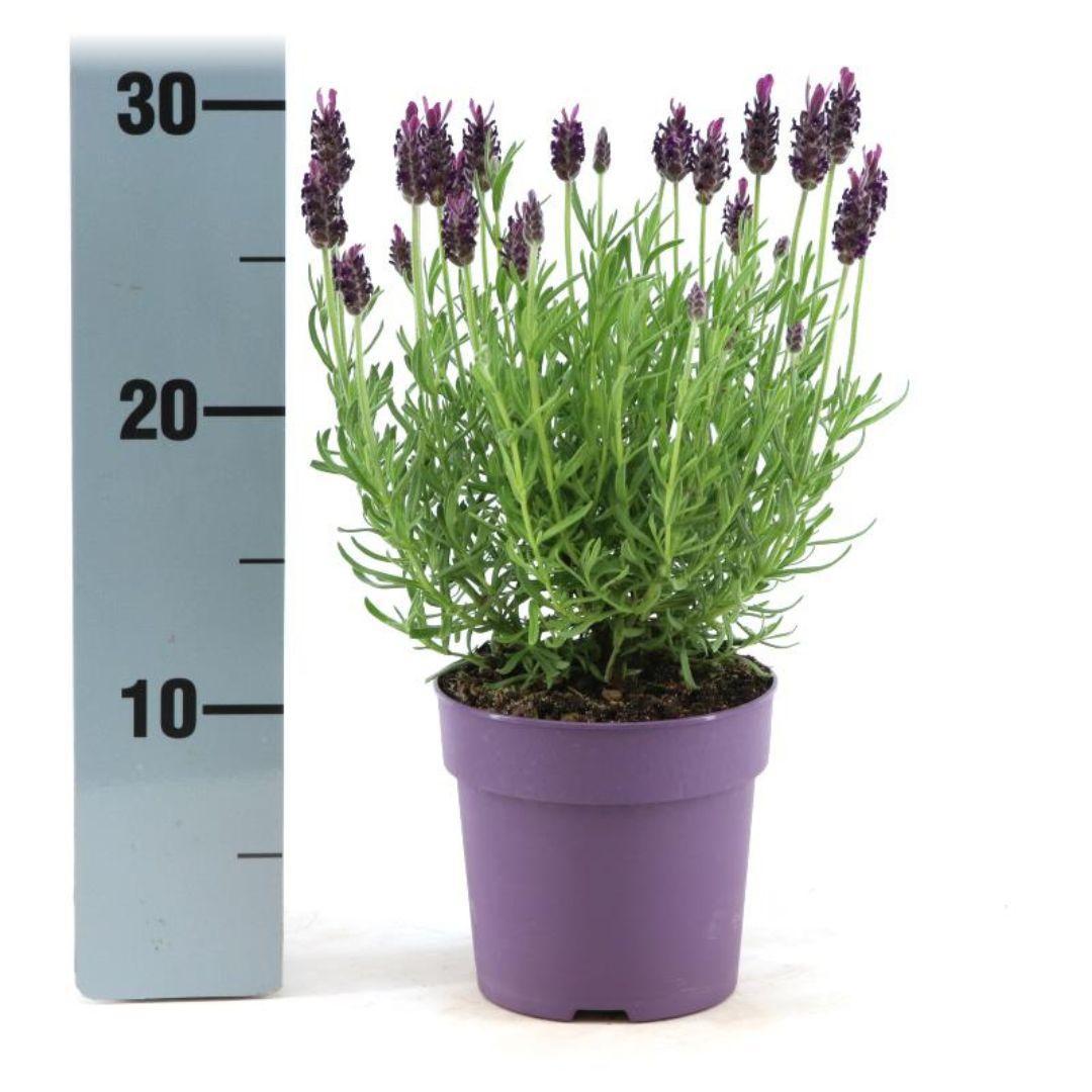 Lavandula stoechas Anouk® - 12 cm potte - Sæt med 6 creled lavendel