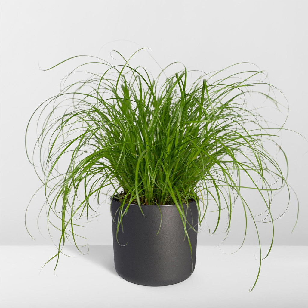 Cyperus Alternifolius - Kattmynta - 20cm - Ø12