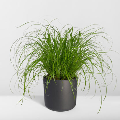 Cyperus Alternifolius  - Kattegræs - 20cm - Ø12