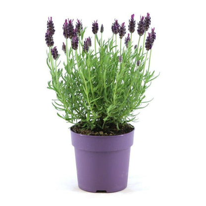 Lavandula stoechas Anouk® - 12 cm potte - Sæt med 6 creled lavendel