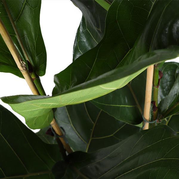 Ficus Lyrata - Ø24cm - ↕120cm