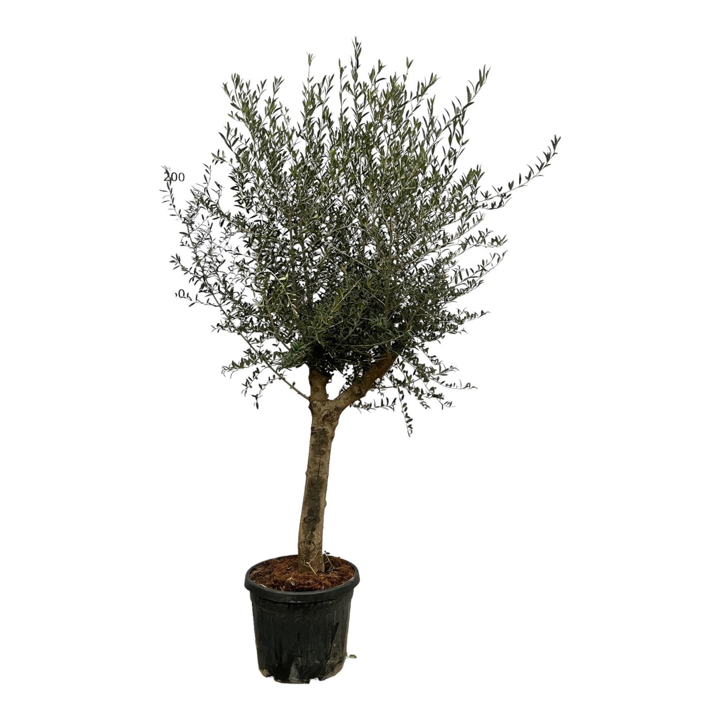 Olea Lorc - 220 cm - Ø45cm