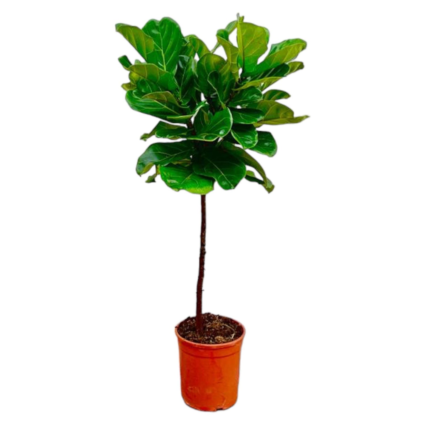 Ficus Lyrata stam - 150 cm - ø24