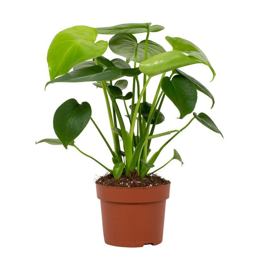 Monstera Deliciosa Tauerii 12cm - Ø12cm - ↕30cm