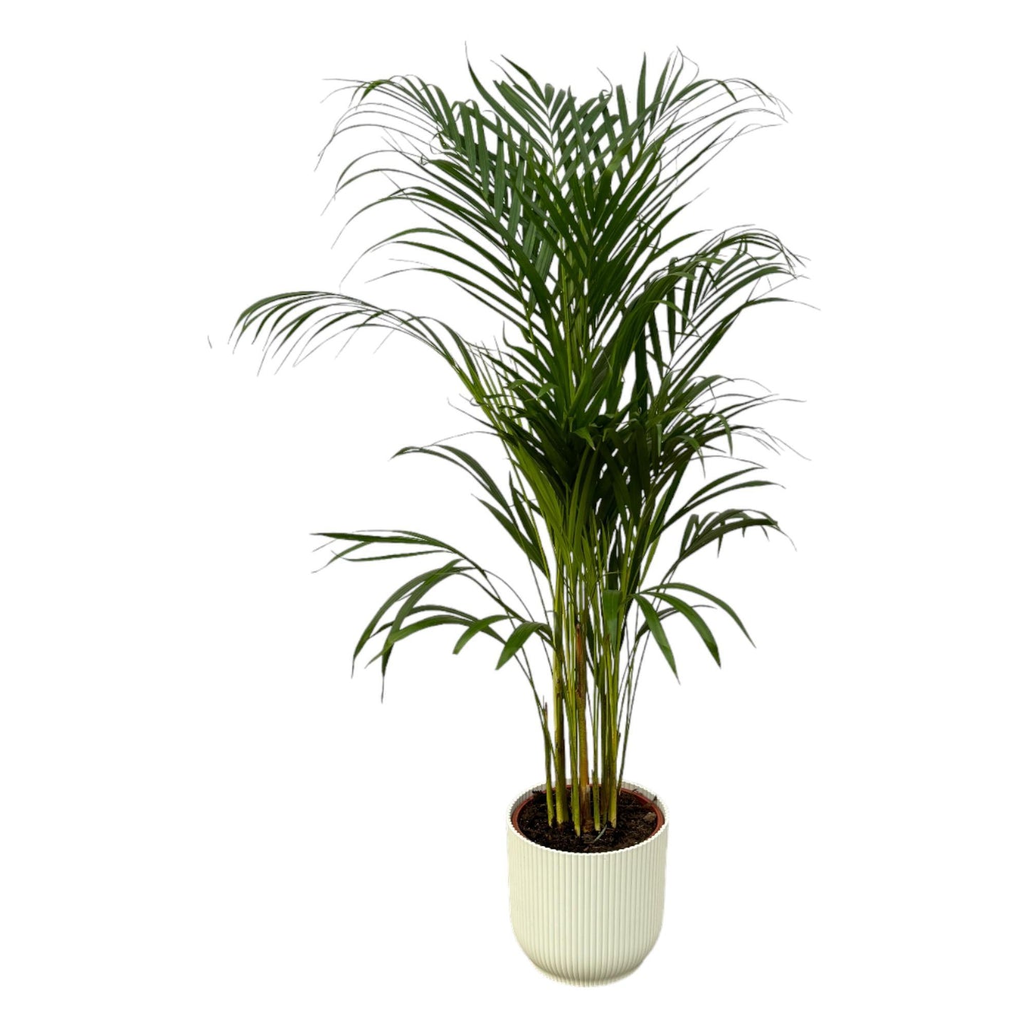 Areca palm - ↨110cm - Ø21cm