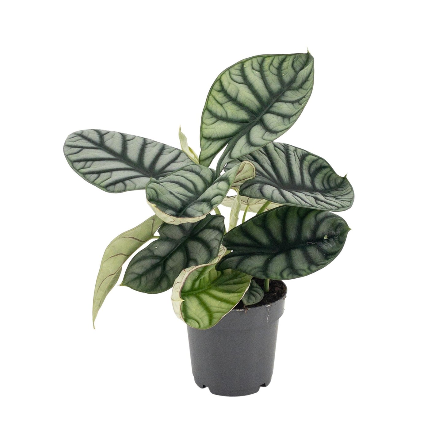 Alocasia Nebula Silver Plante | Alocasia Nebula Silver | Plantepragt