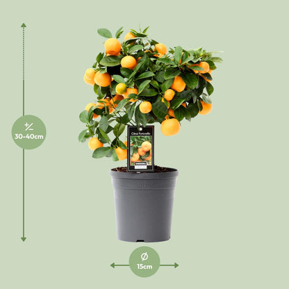 Citrus Calamondin - Ø15cm - ↕40cm