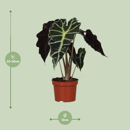 Alocasia Amazonica Polly Plante | Plantepragt