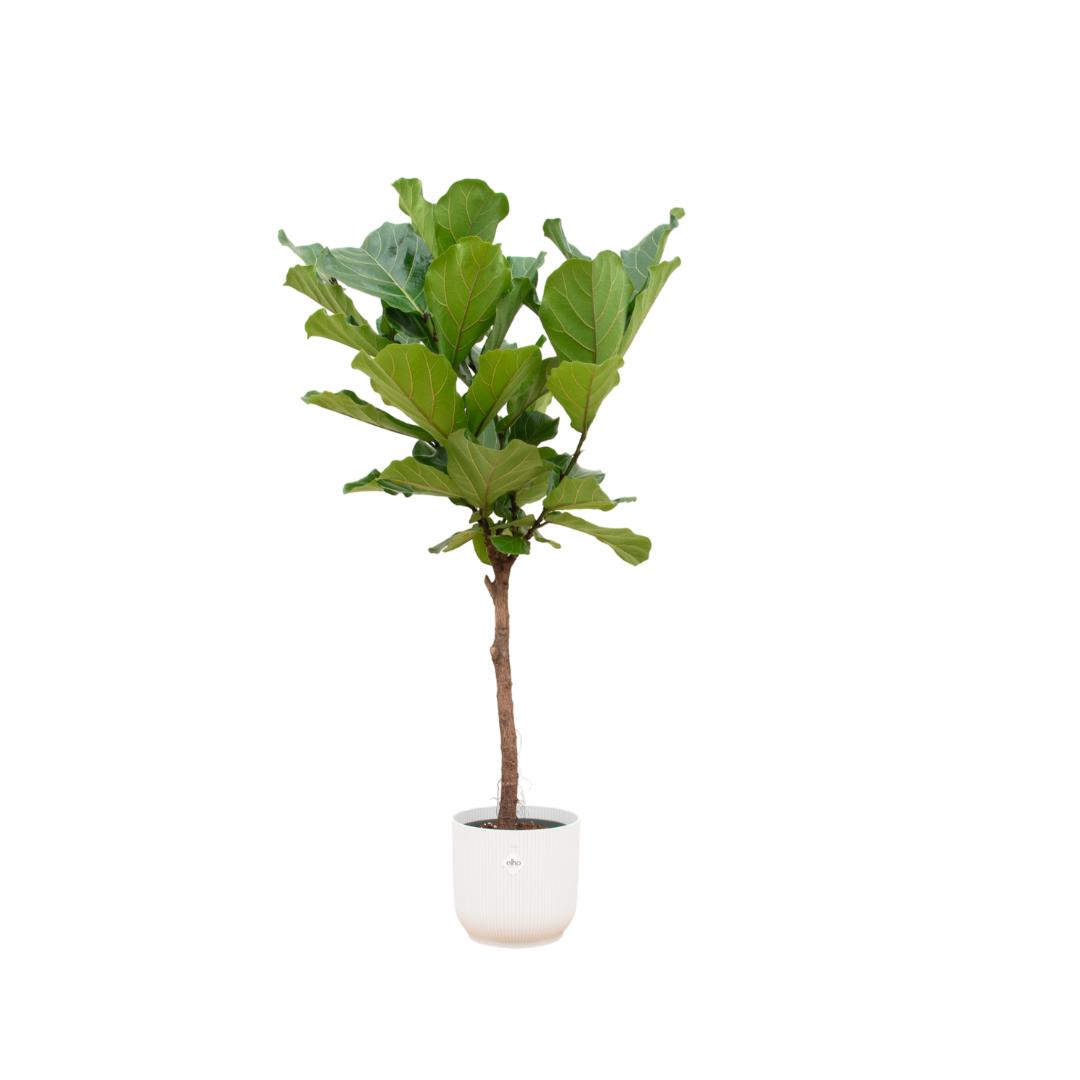 Ficus Lyrata stam 160 cm - Ø30