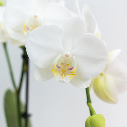 KOMBI TILBUD af 2 hvide Phalaenopsis orkideer