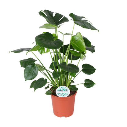 Monstera Deliciosa - Ø21cm - ↕80cm