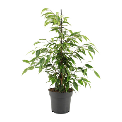 Ficus Benjamina Anastasia - Ø14cm - ↕55cm