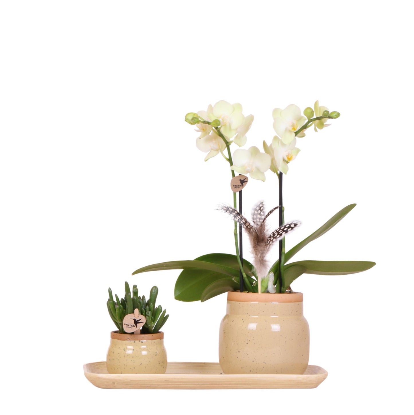 Grøn plante med gul Phalaenopsis orkidé