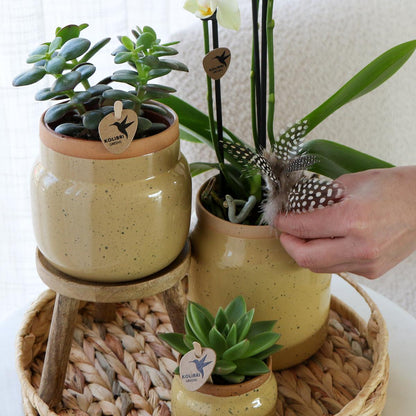 Grøn plante med gul Phalaenopsis orkidé