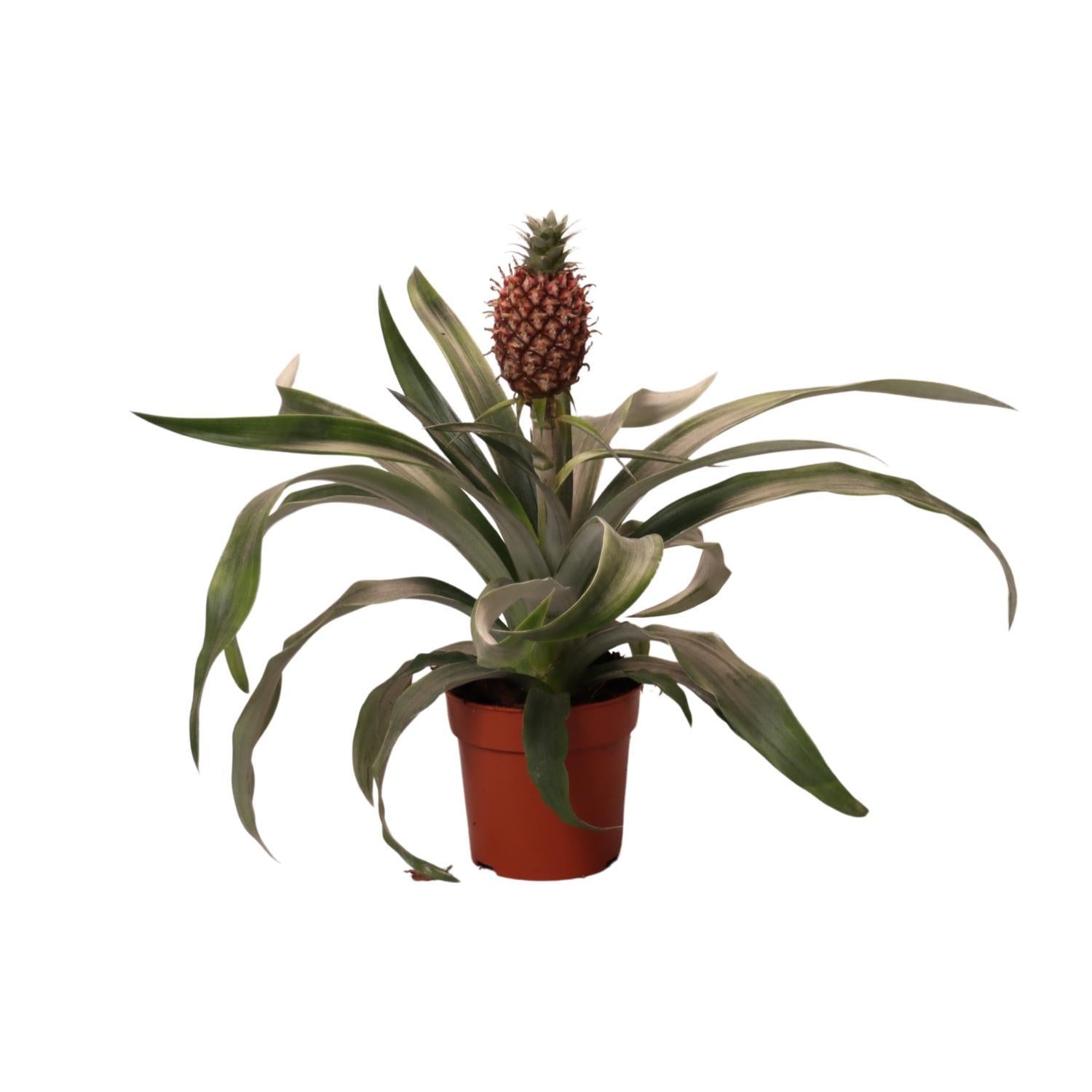 Ananas Rosita Plante | Ananas Rosita | Plantepragt