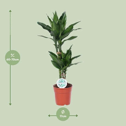 Dracaena Janet Lind - Ø17cm - ↕70cm