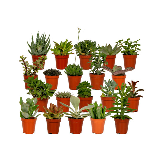 Succulent Mix - 20 stk - 7 cm - ø5,5