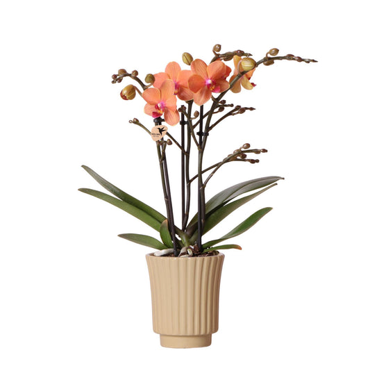 Orange Phalaenopsis orkidé - Mineral Bolzano + Retro khaki