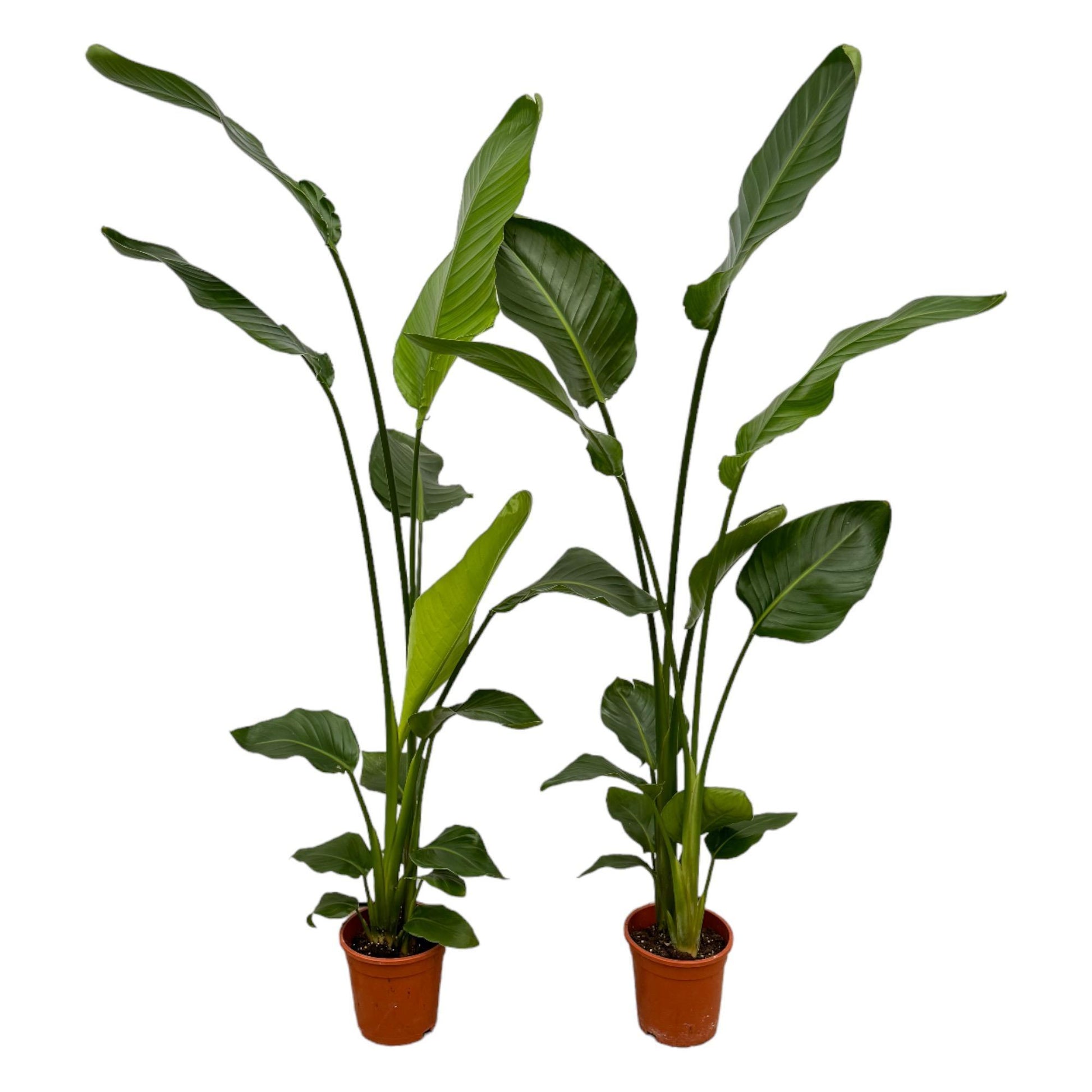 2 Strelitzia Nicolai-planter | Strelitzia Nicolai-planter| Plantepragt