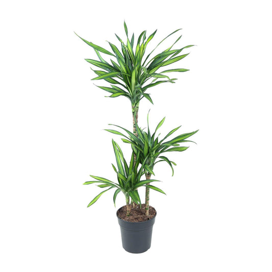 Dracaena Fragrans Riki - Ø21cm - ↕120cm