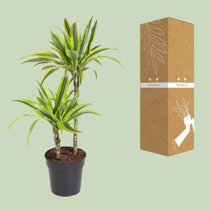 Dracaena Lemon Lime - Ø19cm - ↕100cm