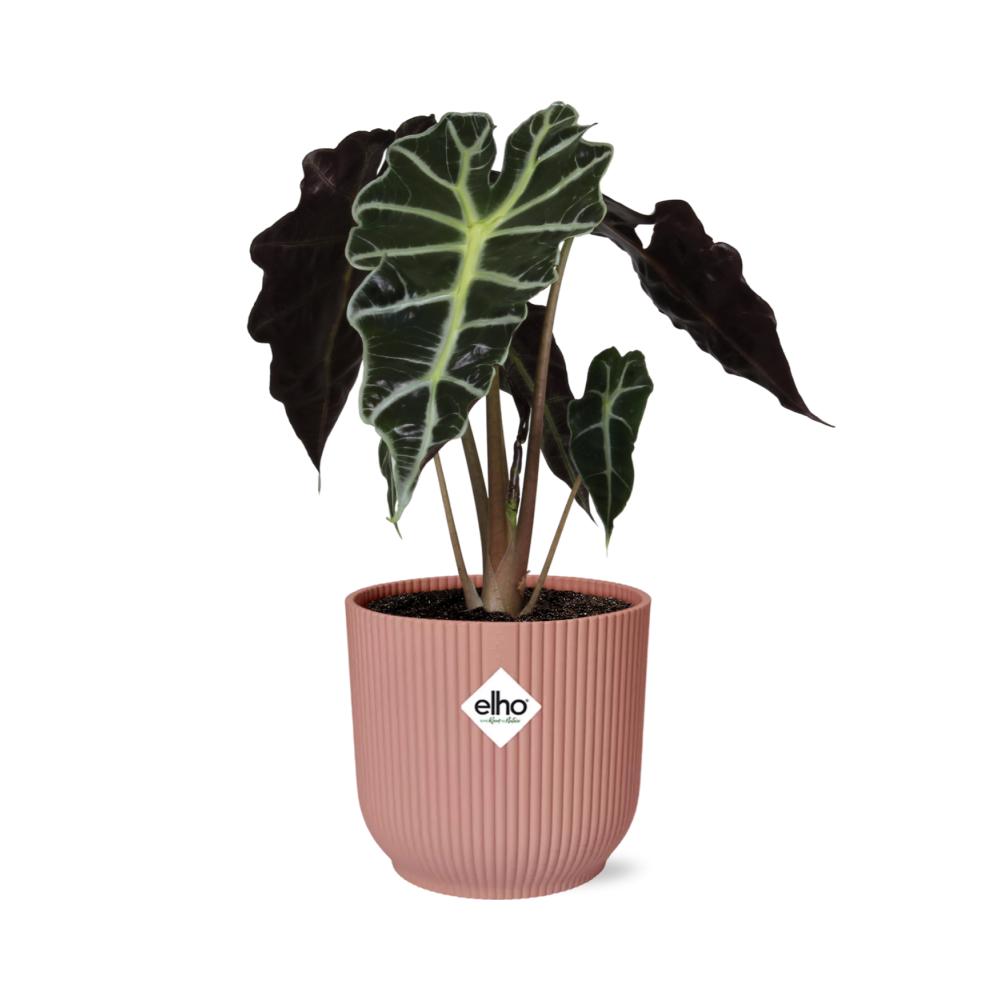 Alocasia Polly plante | Alocasia plante | Plantepragt