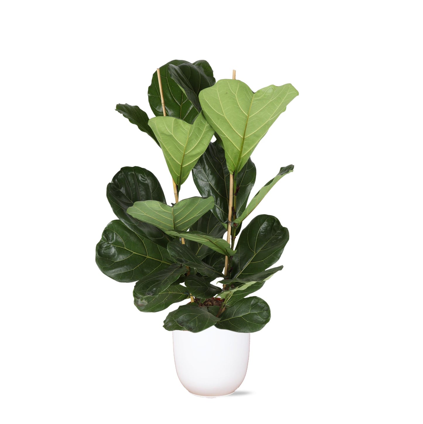 Ficus Lyrata - Ø24cm - ↕120cm