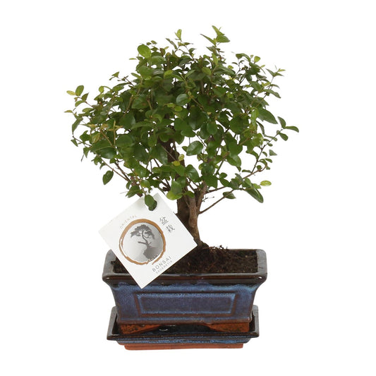 Bonsai Bold Form Ø15cm - ↕30cm