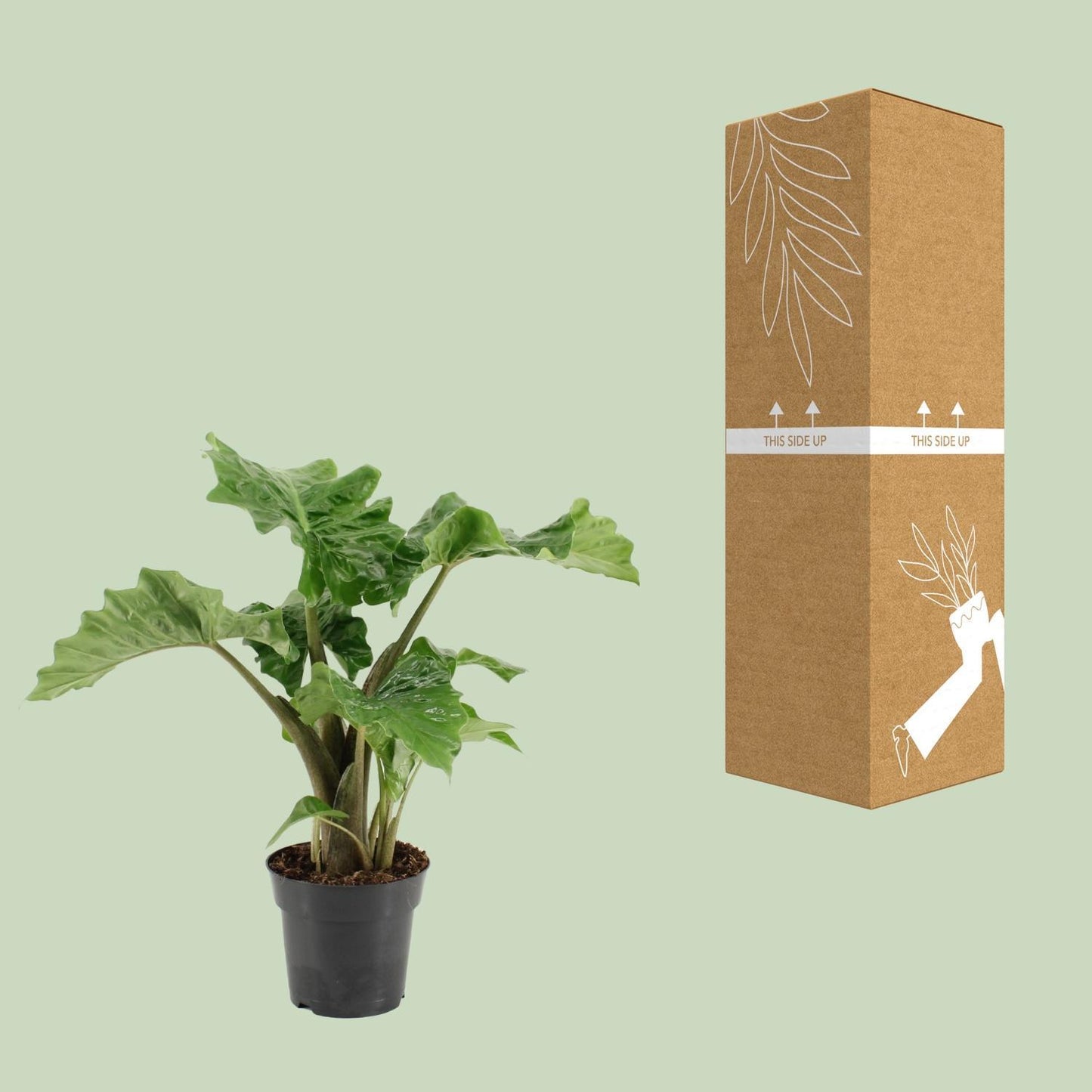 Alocasia Low Rider - Ø17cm - ↕50cm