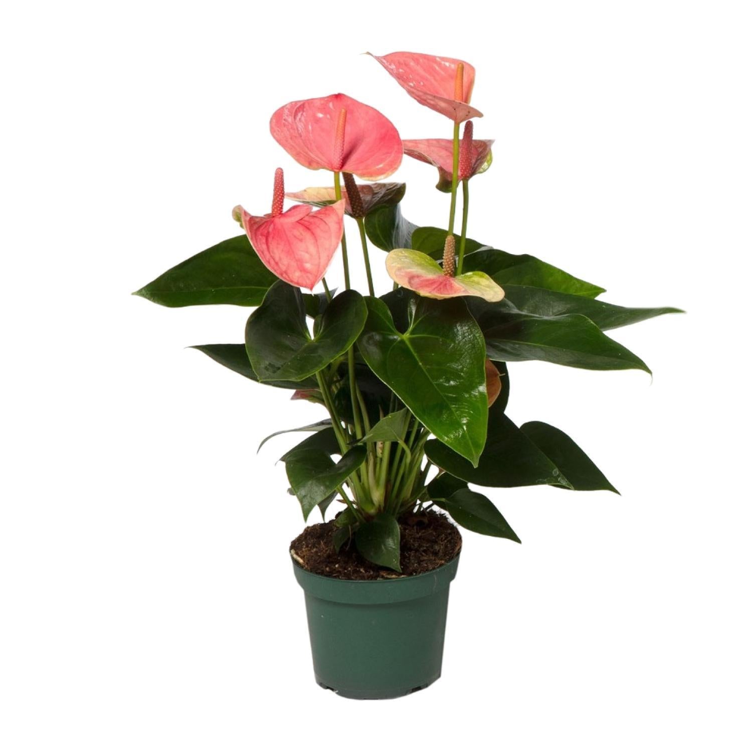 Anthurium Sweet Dream Plante | Anthurium Sweet Dream | Plantepragt