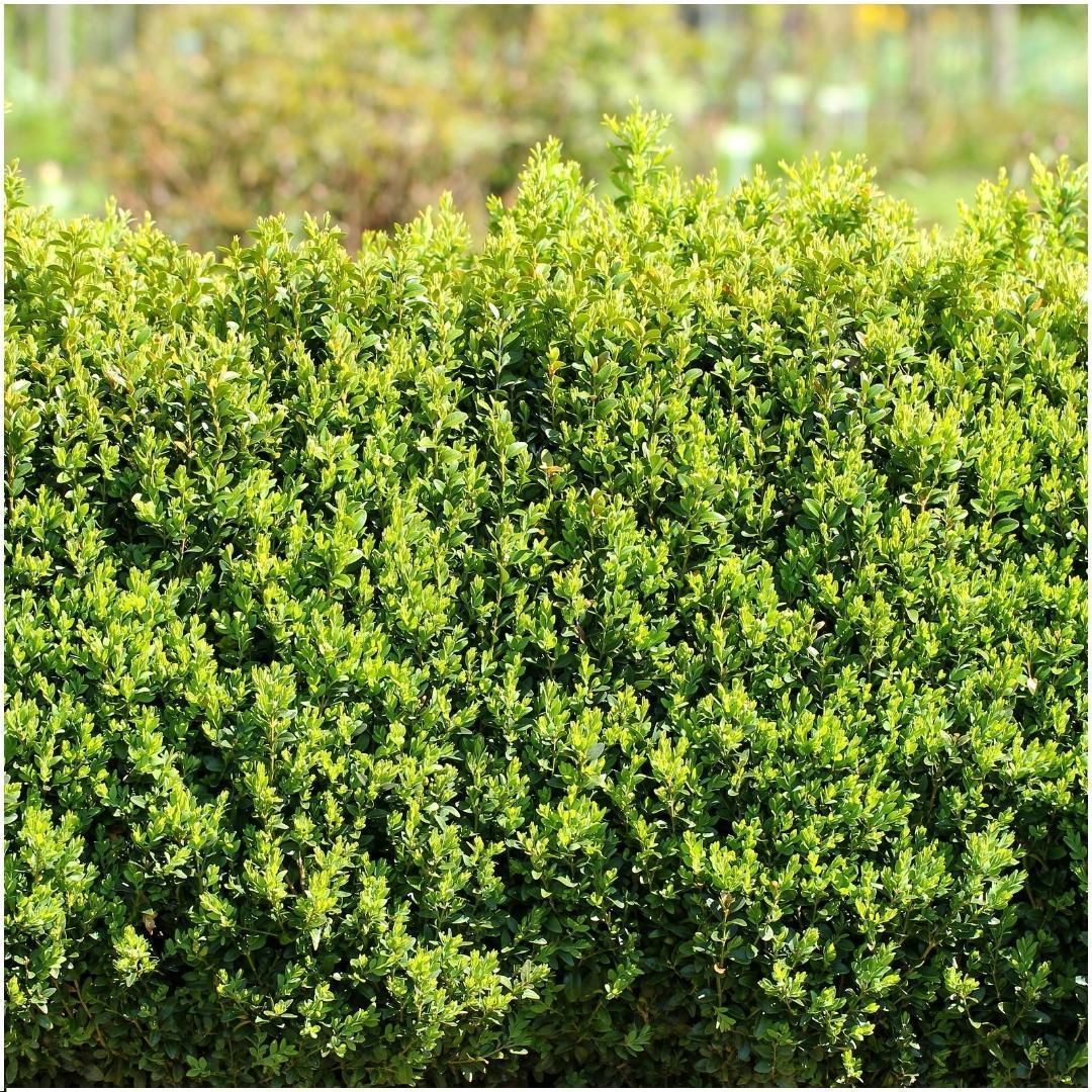 Buxus sempervirens-hækplanter | Plantepragt