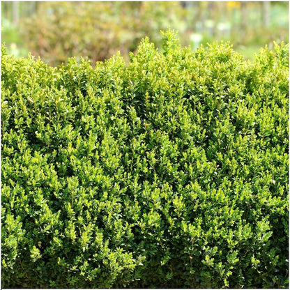 Buxus sempervirens-hækplanter | Plantepragt