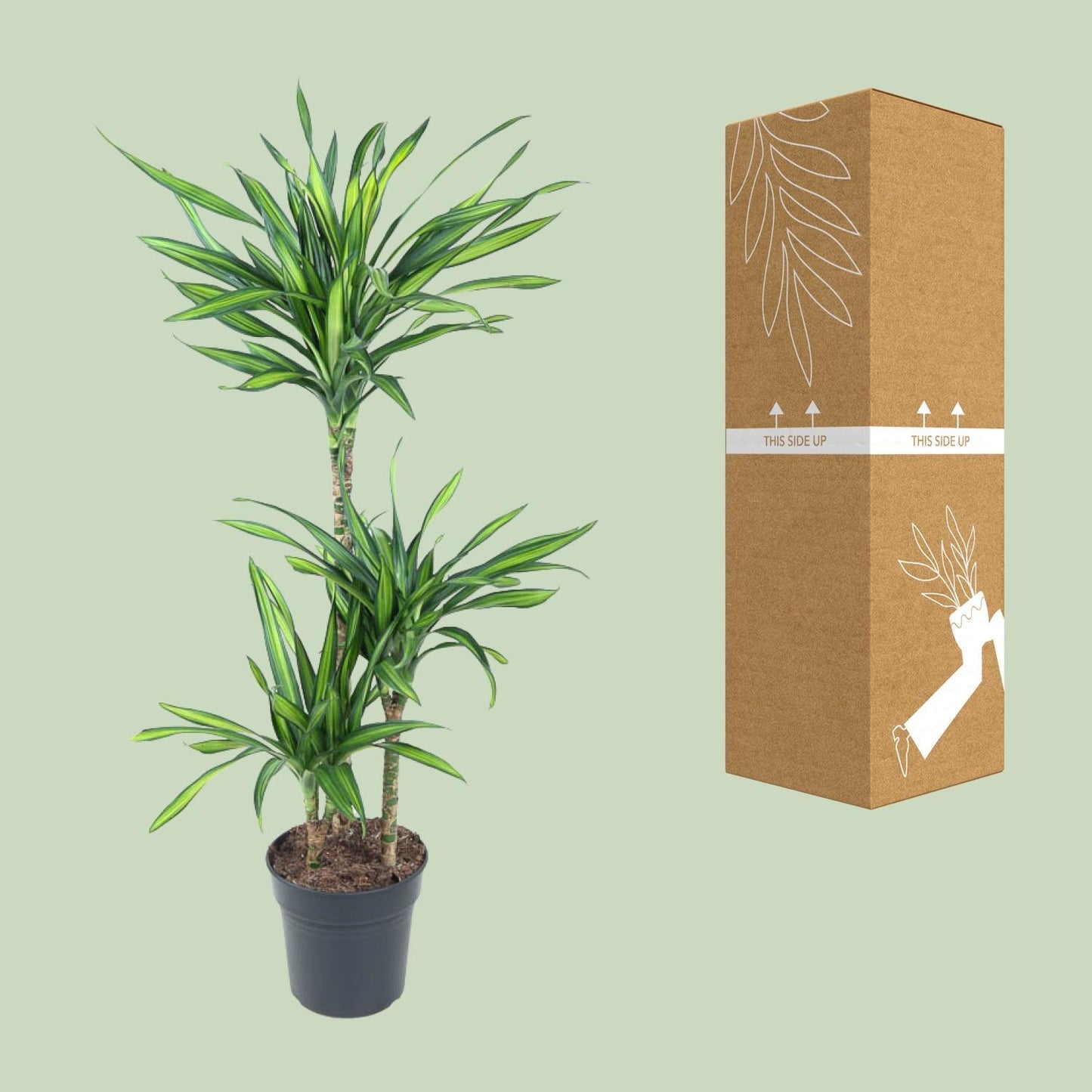 Dracaena Fragrans Riki - Ø21cm - ↕120cm