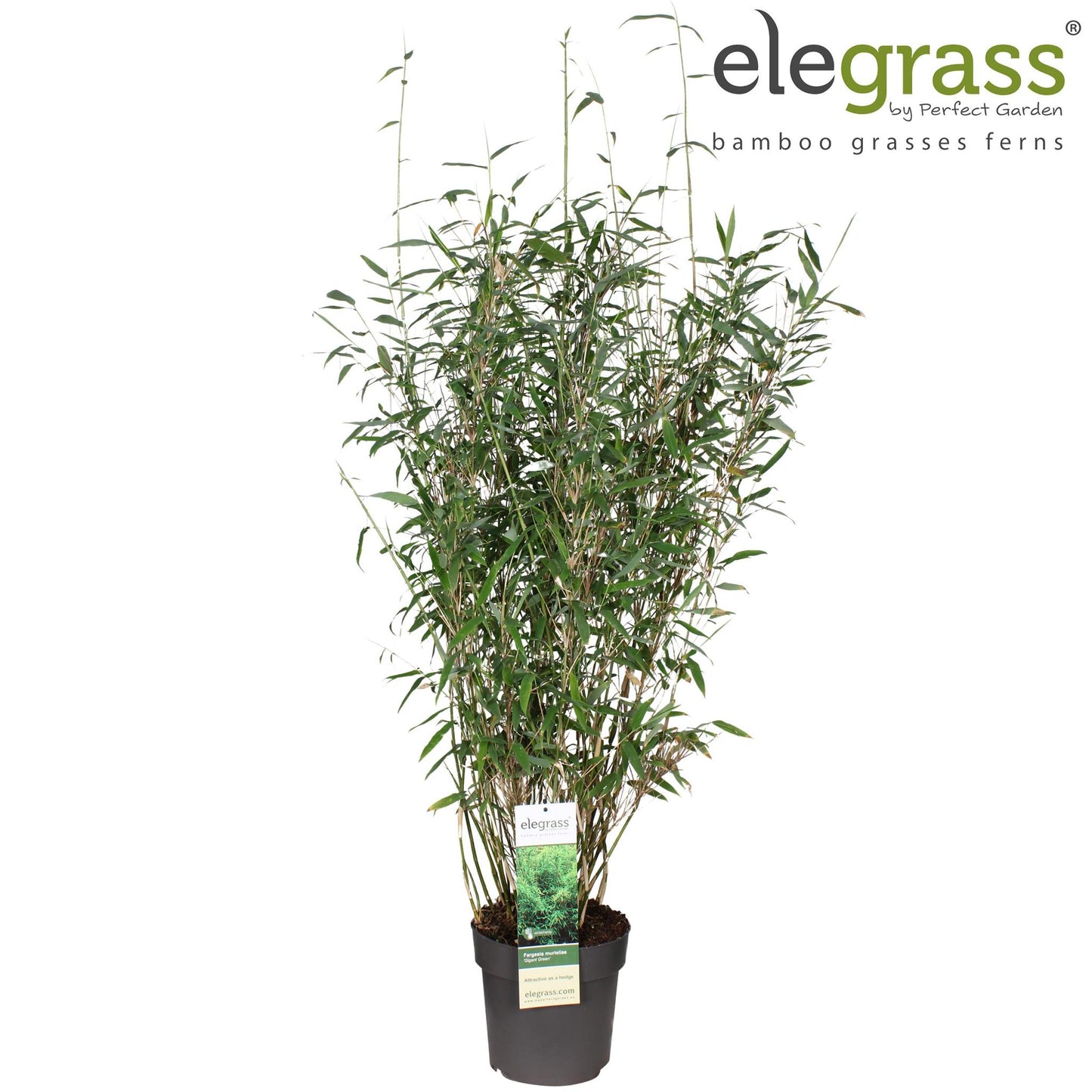 Fargesia Murieliae Gigant Green - Ø23cm - ↕160cm