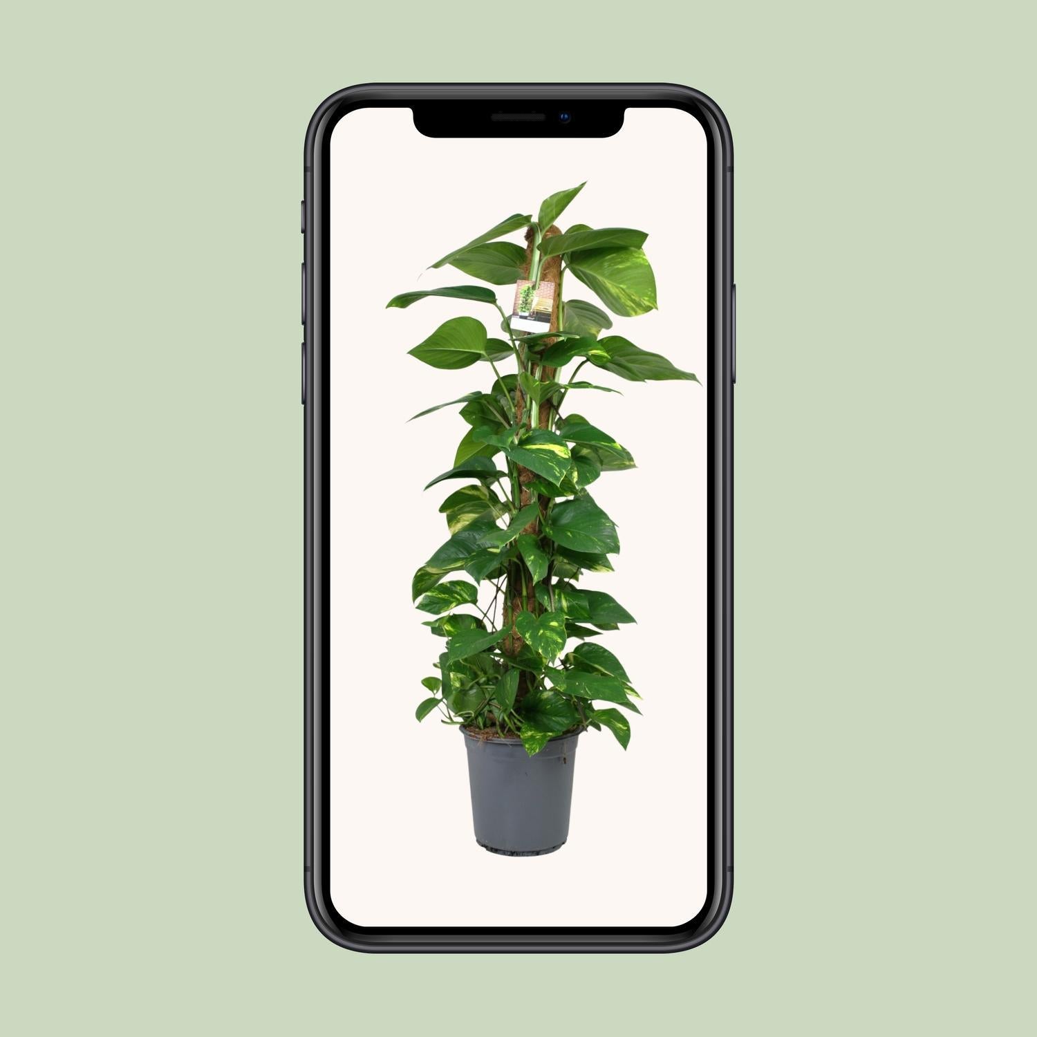 Scindapsus Epipremnum - Ø24cm - ↕120cm 
