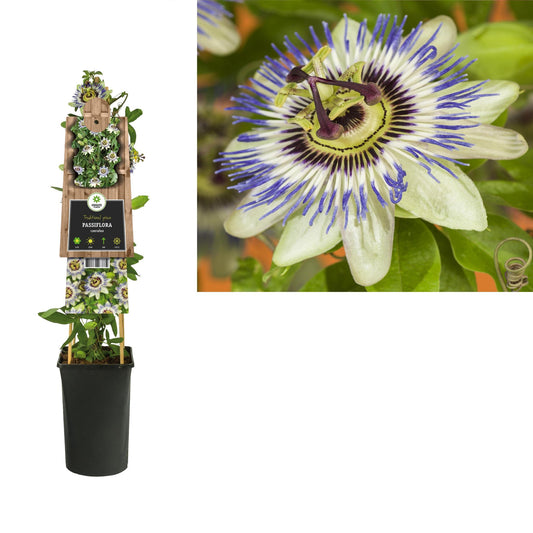 Passiflora Caerulea +3.0 Label - Ø17cm - ↕75cm