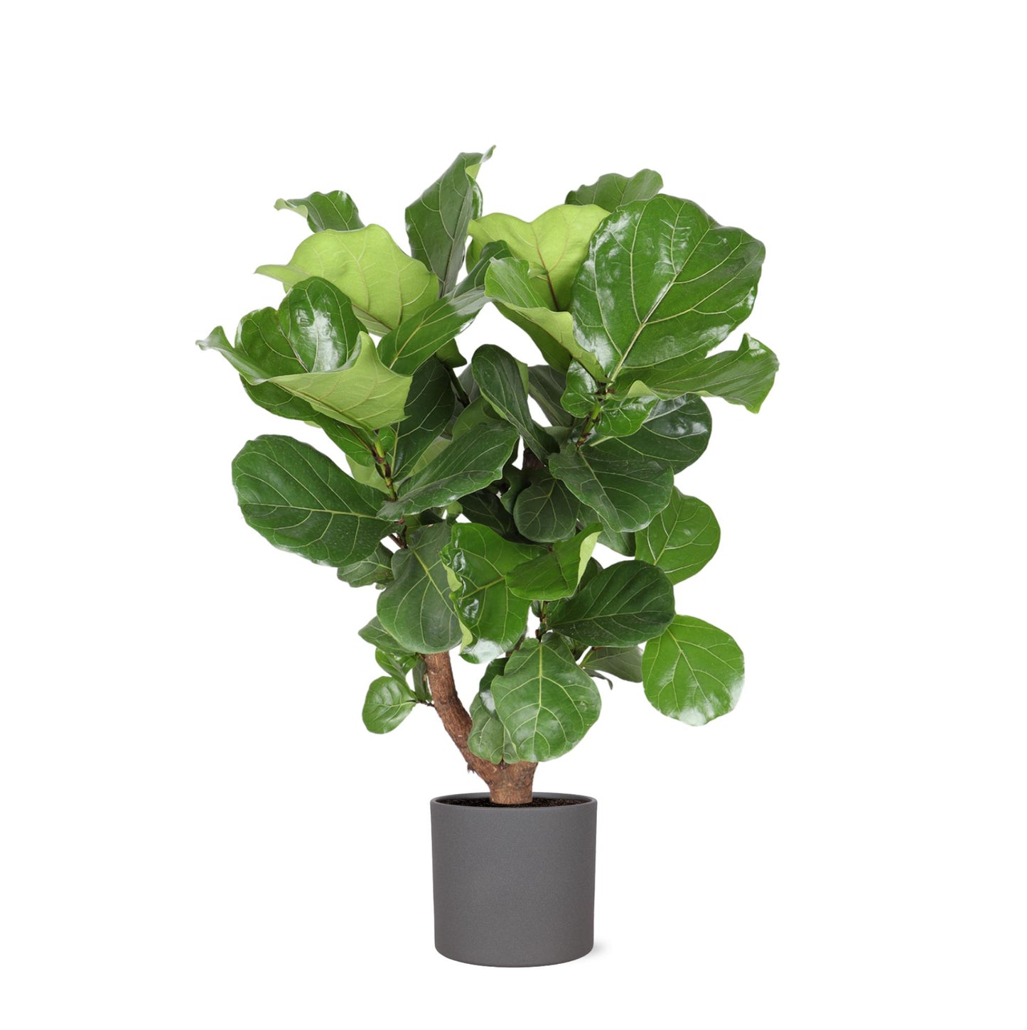 Ficus Lyrata (grenet) Ø24cm ↕110cm i Era antracit potte