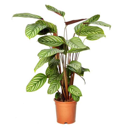 Ctenanthe Setosa 21 Cm - Ø21cm - ↕80cm