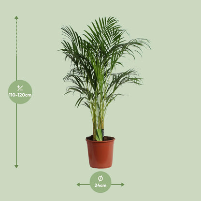 Dypsis Lutescens (Areca) - Ø24cm - ↕120cm