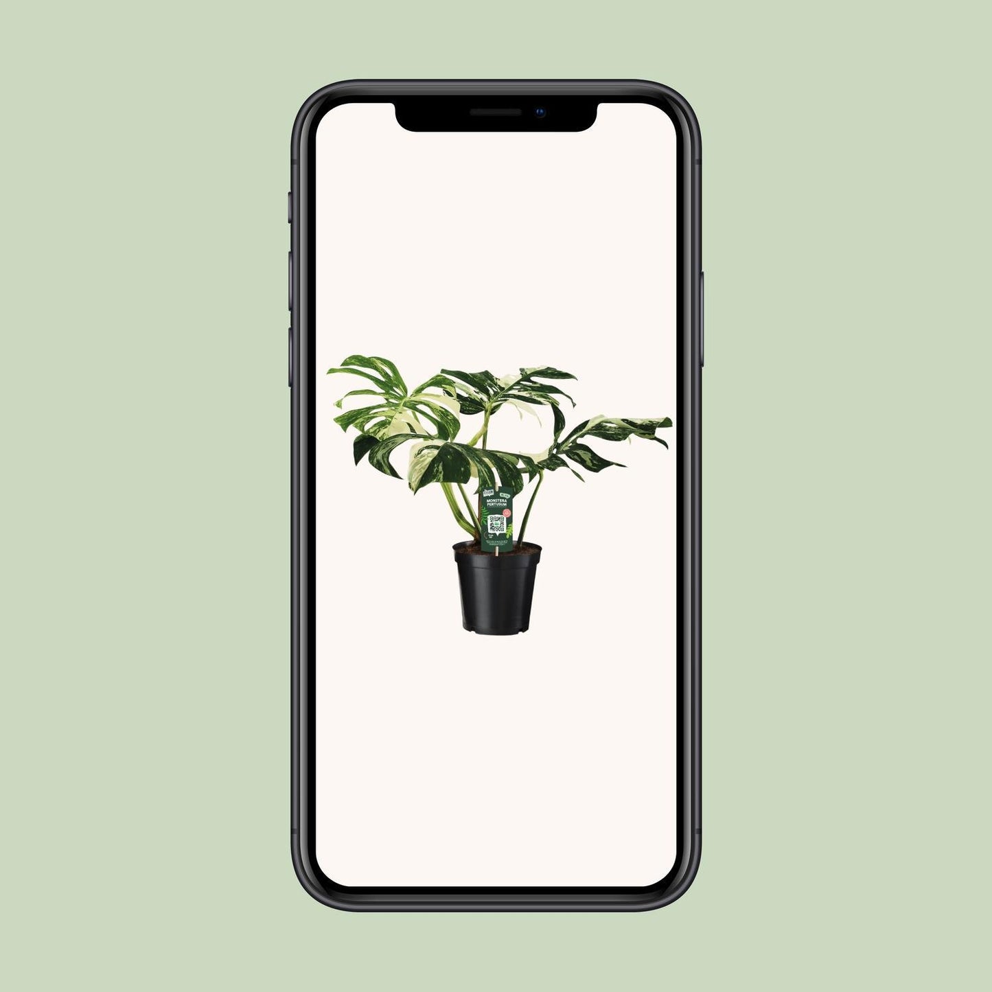 Monstera Pertusum Variegata - Ø19 ↕50