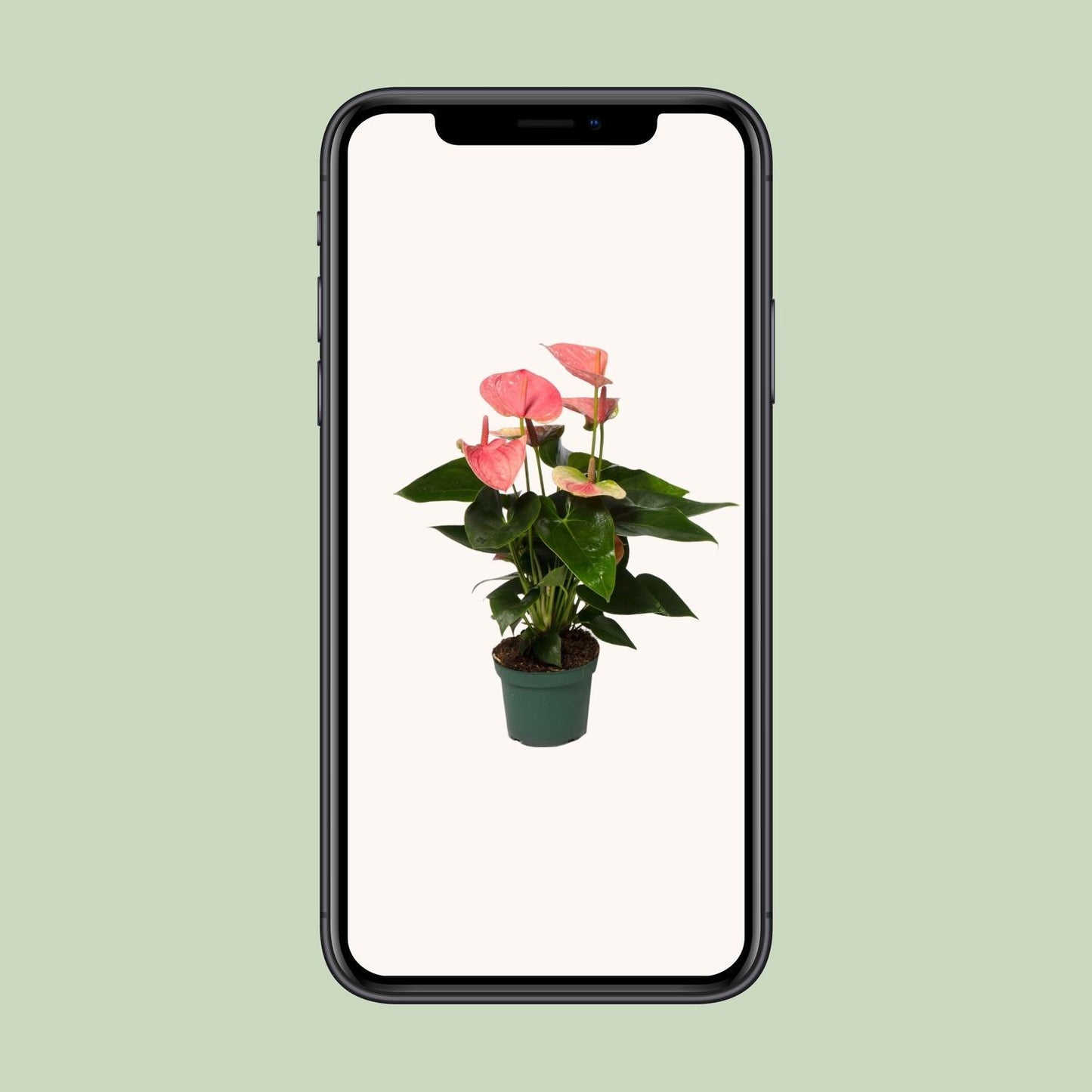 Anthurium Sweet Dream Plante | Anthurium Sweet Dream | Plantepragt