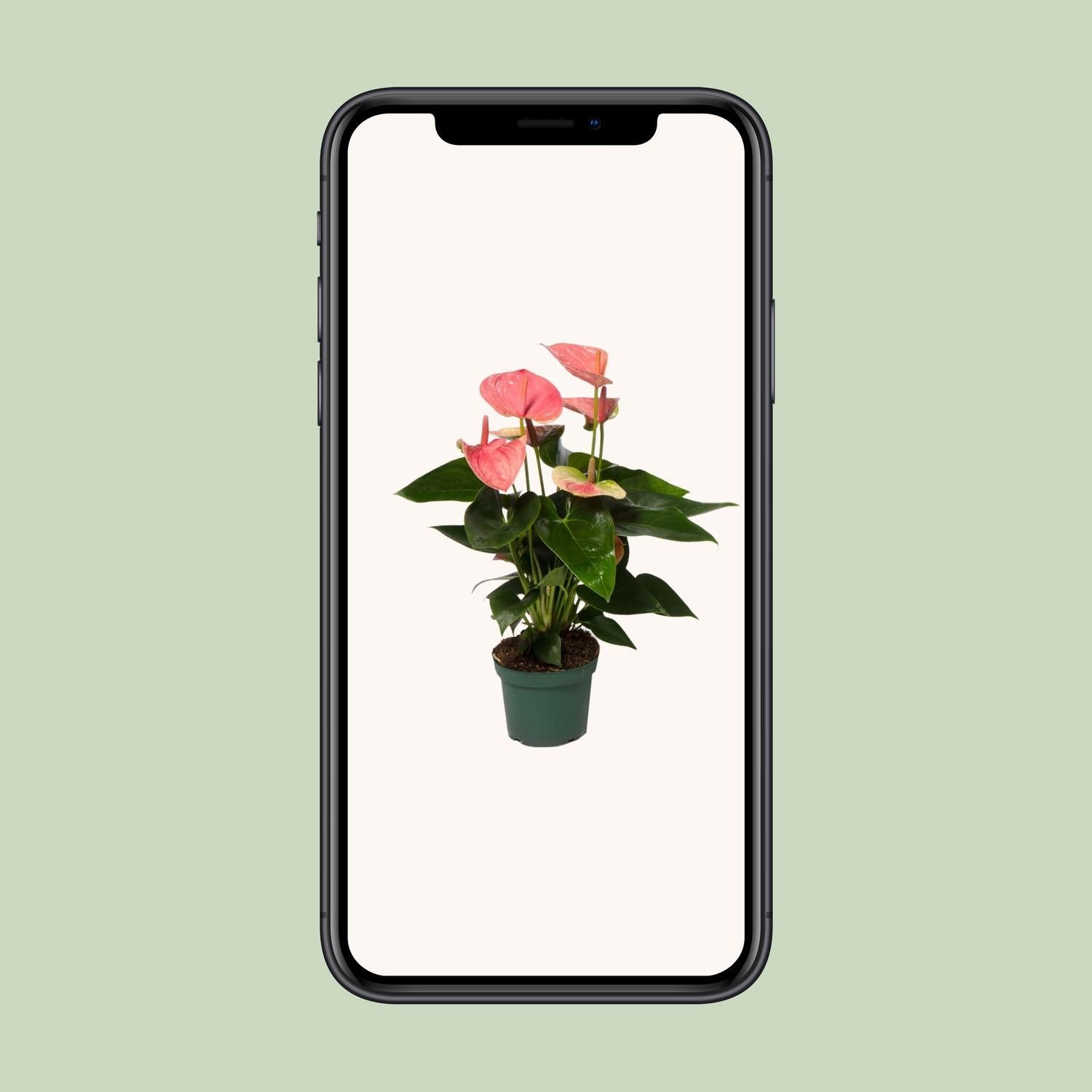 Anthurium Sweet Dream Plante | Anthurium Sweet Dream | Plantepragt