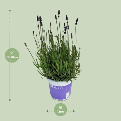 Lavendel Lavandula Hidcote Blå Blå - Ø12cm - ↕20cm